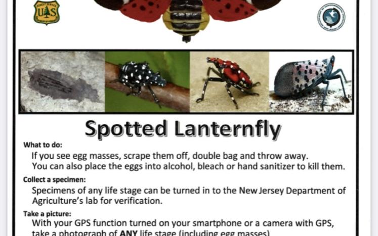 Spotted Lanternfly 